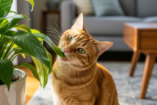plantas toxicas para animais de estimação