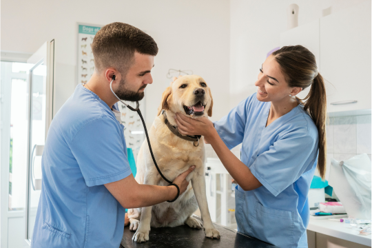 auxiliar veterinario auxiliar veterinario