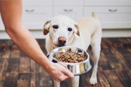 melhores rações para cães melhores rações para cães