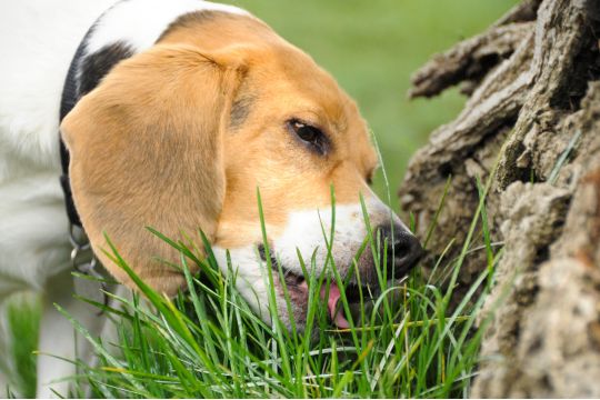 cão comendo mato cão comendo mato