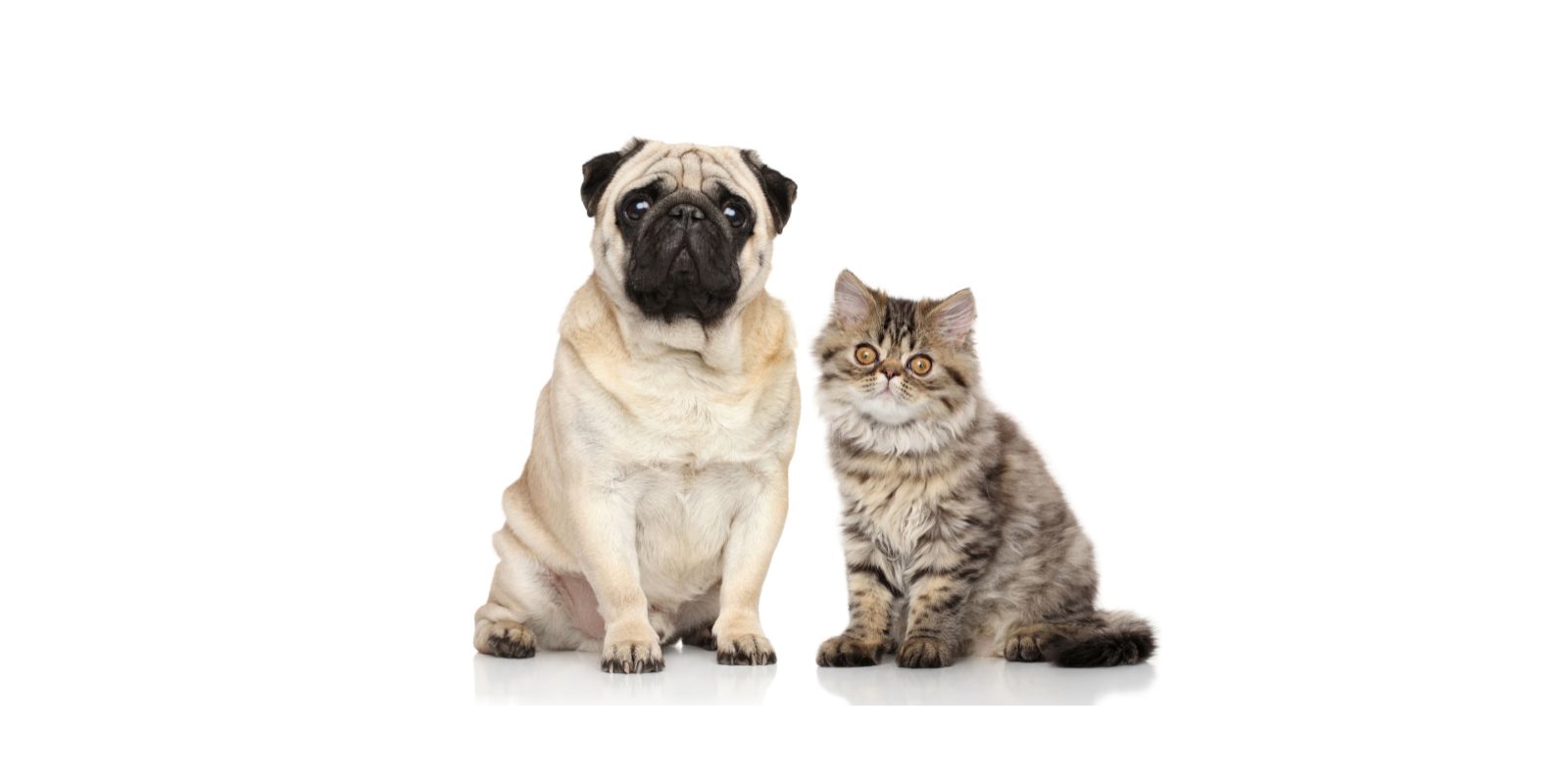 Gato e cachorro felizes