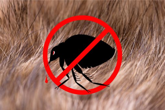 Receitas caseiras para cães
