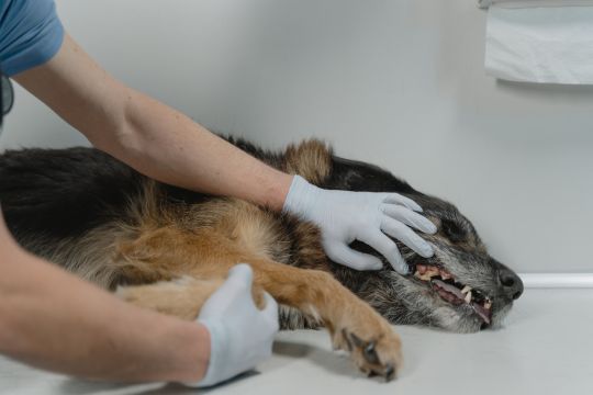 Tártaro em cães e gatos